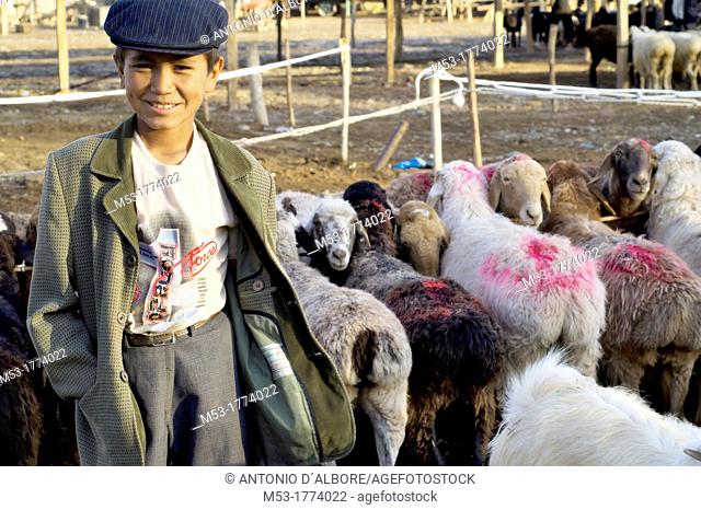 a young uygur shepperd take care of a flock of sheeps on sale at the local livestock market  kashgar  xinjiang  china  asia