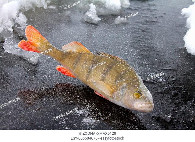 winter perch fishing leisure