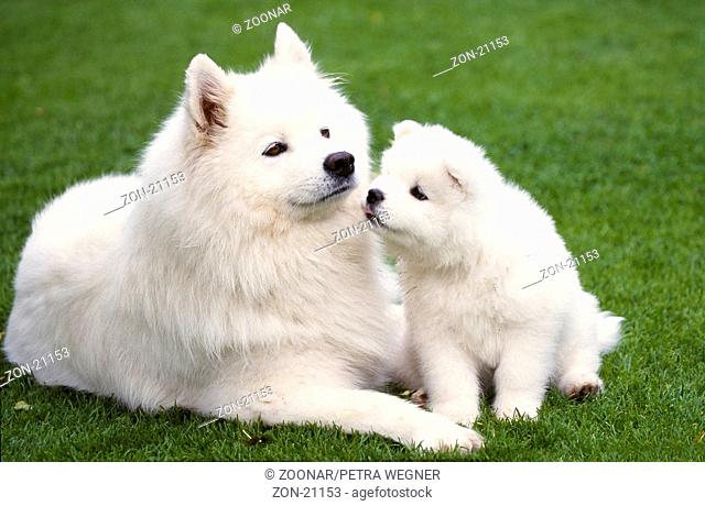 Samoyed with 6 weeks old puppy  /  Samojede mit 6 Wochen altem Welpe  /  [Tiere, animals, Saeugetiere, mammals, Haushund, domestic dog, Haustier, Heimtier, pet