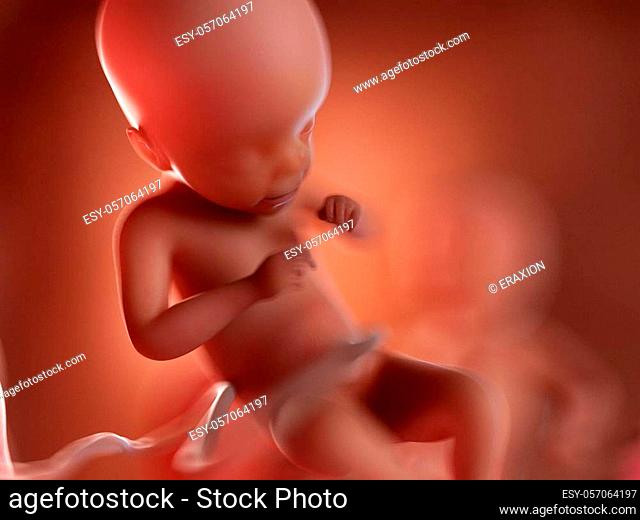 3d rendered illustration of twin fetuses - week 21