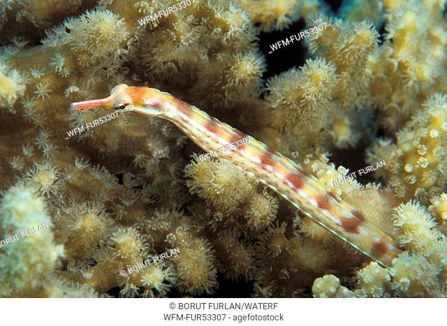 Schultz Pipefish, Corythoichthys schultzi, Soma Bay, Safaga, Red Sea, Egypt