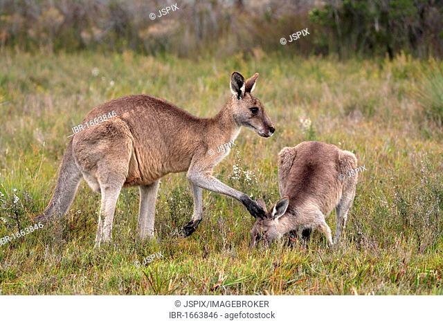 Eastern Grey Kangaroo (Macropus giganteus), female adult with subadult feeding, Wilson Promontory National Park, Victoria, Australia