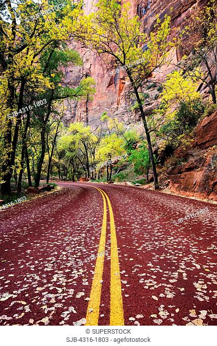 Road Through Zion Canyon