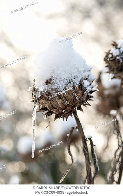Cardoon, Cynara cardunculus, A winter seedhead topped with melting snow turning into an icicle