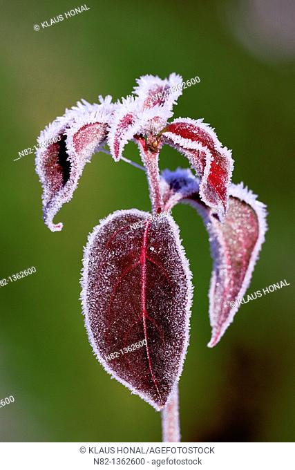 Beautiful autumn leaves with hoar frost of the Hardy Small Tree in a garden Cornus kousa chinensis - Bavaria/Germany