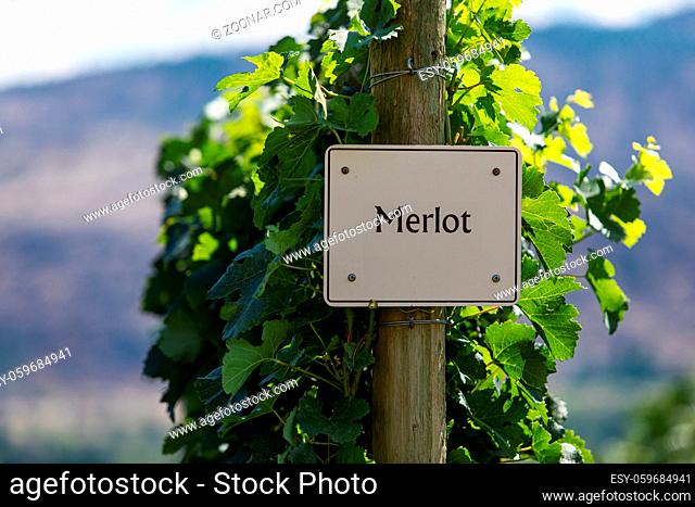 Merlot wine grape variety sign on wooden pole selective focus, Canadian vineyard varieties signs, Okanagan valley wine region British Columbia, Canada