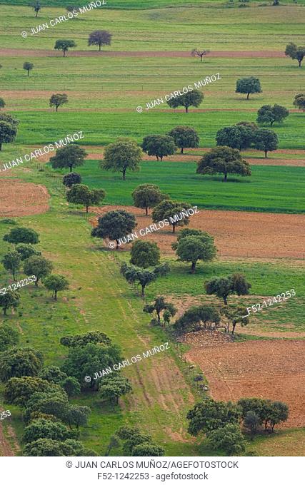 Pastures, Cabañeros National Park, Ciudad Real province, Castilla-La Mancha, Spain