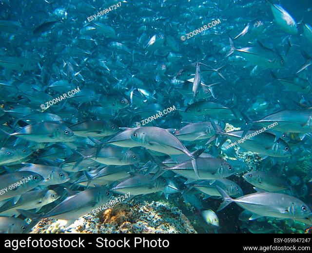 huge school of jackfish
