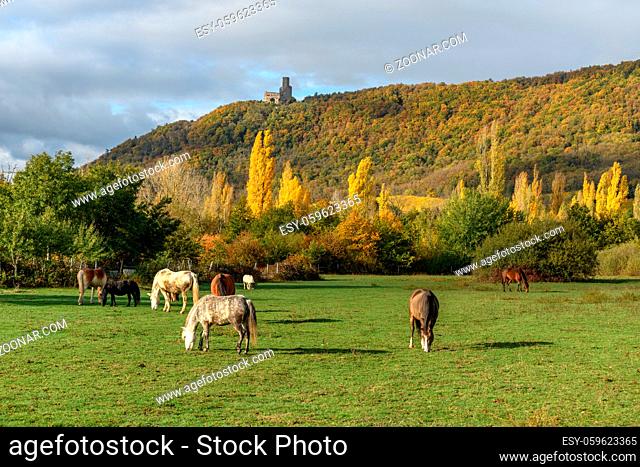 Horses graze near the mountain in the pasture in the autumn in the Alsace plain in France