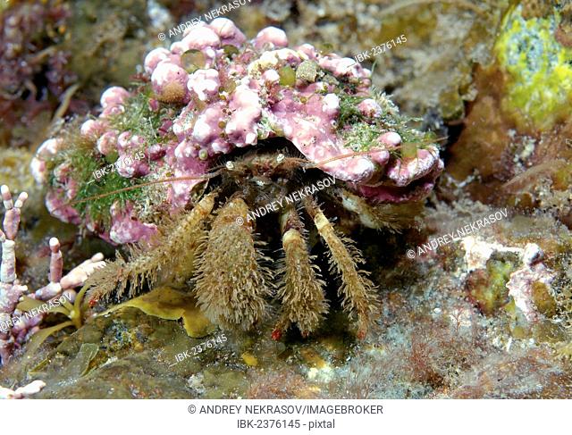 Crested Hermit crab (Pagurus pectinatus), Japan Sea, Primorsky Krai, Russian Federation, Far East