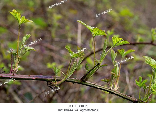 shrubby blackberry (Rubus fruticosus agg.), young leaves, Germany