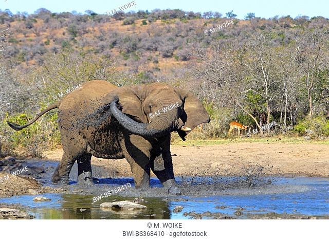 African elephant (Loxodonta africana), mud bathing, South Africa, Hluhluwe-Umfolozi National Park
