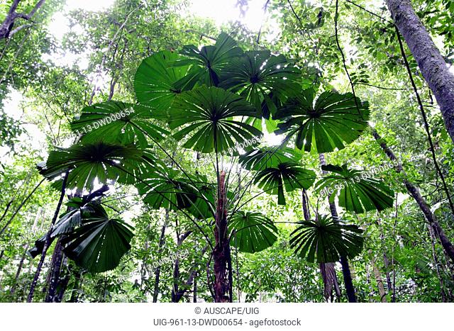 Fan palms in rainforest, Broadwater State Forest, near Ingham, Queensland, Australia