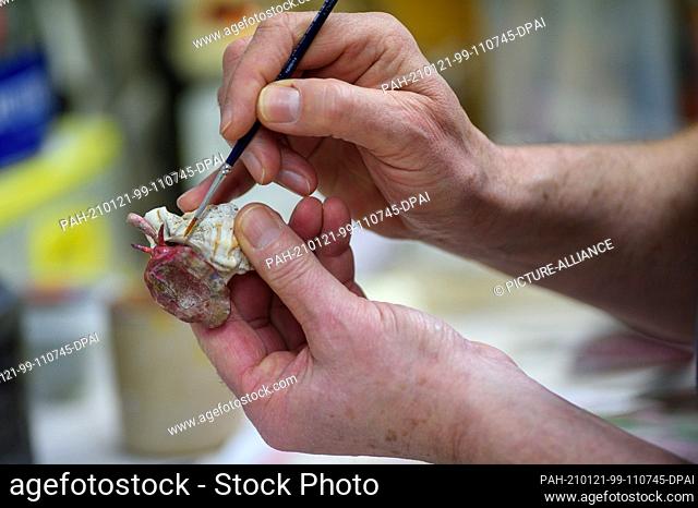 20 January 2021, Saxony-Anhalt, Magdeburg: An employee from the Museum für Naturkunde Magdeburg works on a model of a purple snail in the zoological preparation...