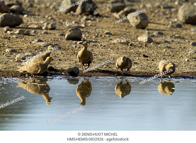 Kenya, Rift Valley, Magadi Lake, Chestnut bellied Sandgrouse (Pterocles exustus)