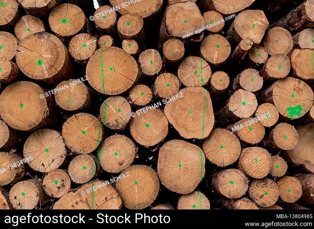 Felled and stacked tree trunks in the forest