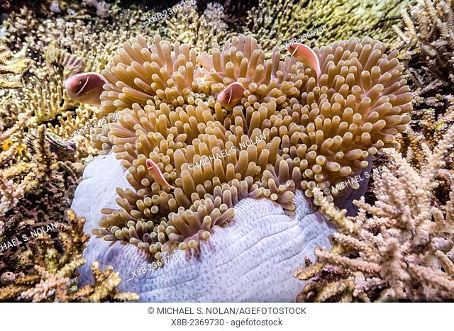 Pink anemonefish, Amphiprion perideraion, Sebayur Island, Komodo National Park, Indonesia