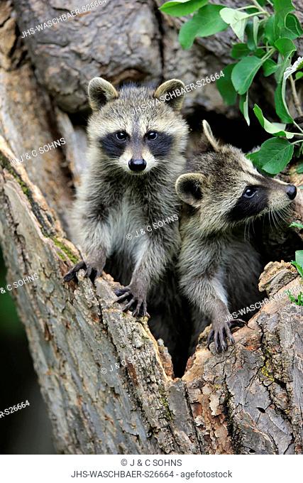 North American Raccoon, common raccoon, North American raccoon, (Procyon lotor), two young siblings on tree curious, Pine County, Minnesota, USA, North America