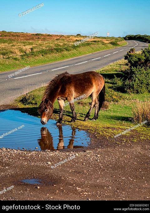 A wild Exmoor Pony, seen on Porlock Hill in Somerset, England, UK