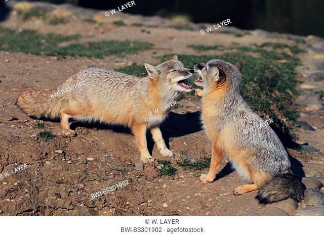 Corsac fox (Vulpes corsac), two corsac foxes scuffling