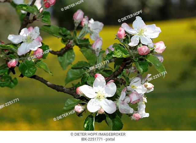 Apple blossoms, apple tree (Malus domestica), Mostviertel, Must Quarter, Lower Austria, Austria, Europe