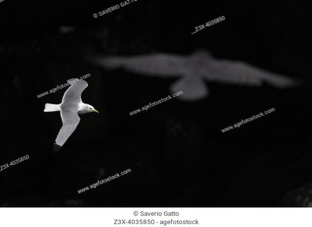 Black-legged Kittiwake (Rissa tridactyla), adult in flight seen from the above, Southern Region, Iceland