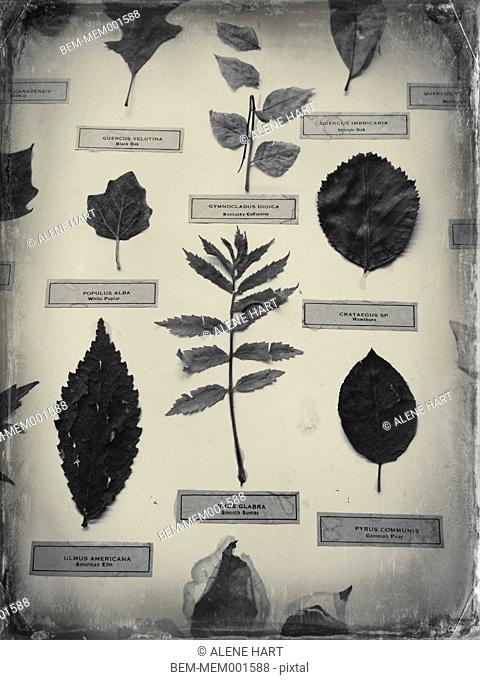 Labeled leaf specimens on display