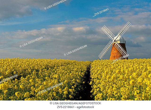 The Halnaker Windmill amonst Rapeseed- Brassica napus, Halnaker, Chichester, West Sussex, England, Uk