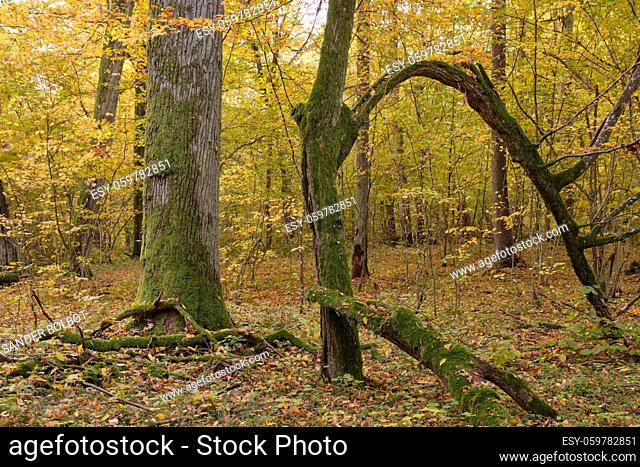 Hornbeam trees and broken spruce lying behind, Bialowieza Forest, Poland, Europe