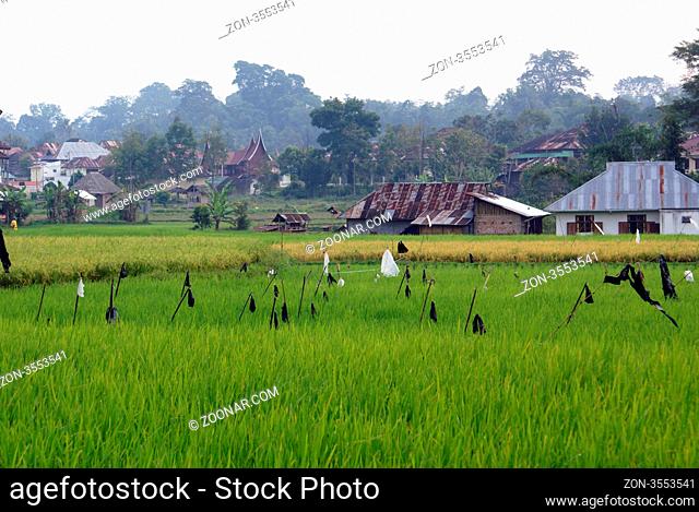 Green rice field and village in Sumatra, Indonesia