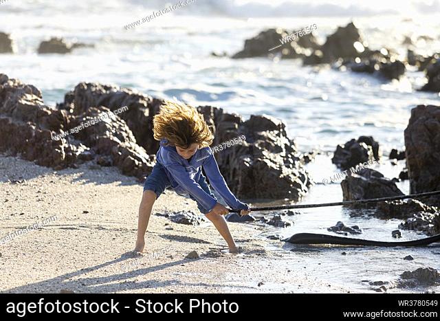 Boy playing on a rocky beach, holding a long kelp seaweed strand