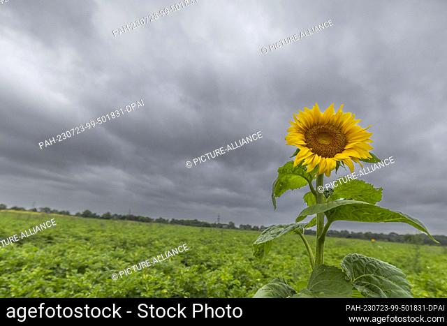 23 July 2023, North Rhine-Westphalia, Duisburg: A single sunflower blooms in a field in Düsseldorf, dark clouds in the sky