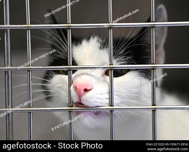 20 October 2022, Rhineland-Palatinate, Ingelheim: A cat peers curiously through the bars in the quarantine room of the shelter's cat unit