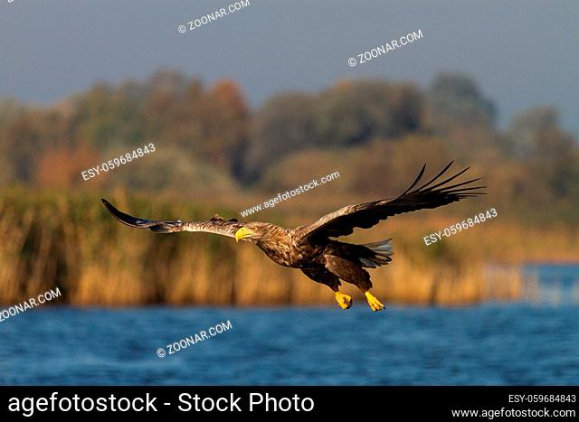 White - tailed eagle in flight