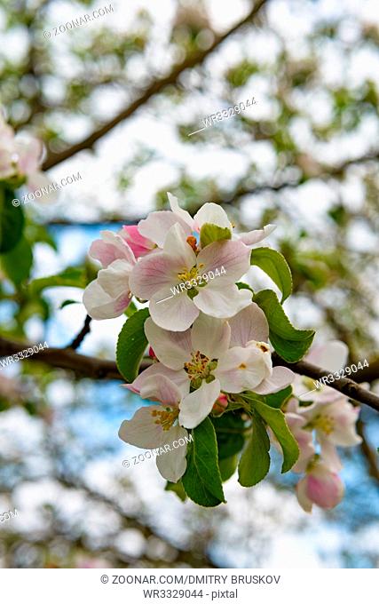 apple tree with white flowers in spring on a sunny day spring white