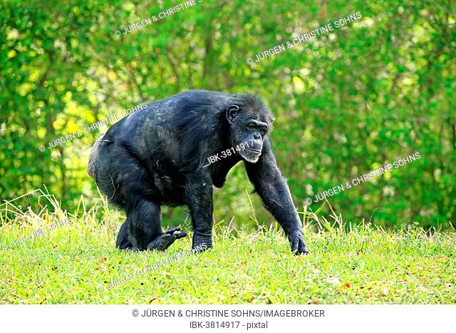 Chimpanzee (Pan troglodytes troglodytes), adult, female, captive, Miami, Florida, USA