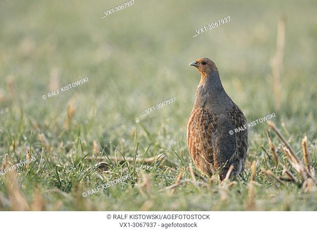Attentive Grey Partridge ( Perdix perdix) standing upright, carefully watching around, looking alert, wildlife, Europe