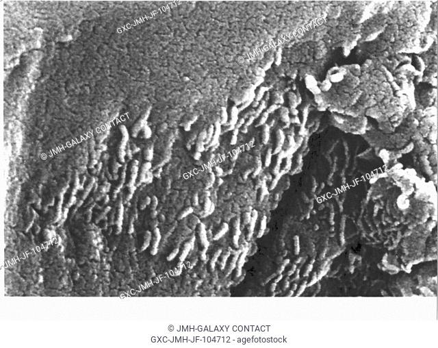 This electron microscope image is a close-up of the center part of photo number S96-12301. While the exact nature of these tube-like structures is not known