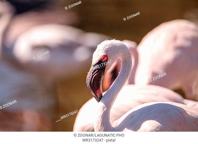 Pink lesser flamingo, Phoeniconaias minor
