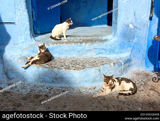 Cats on traditional old blue street with inside Medina of Chefchaouen, Morocco