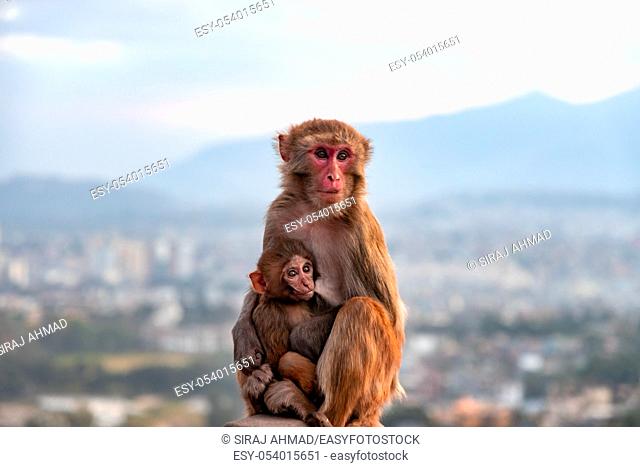 Mother monkey breastfeeding baby monkey at Swayambhunath Stupa in Kathmandu, Nepal