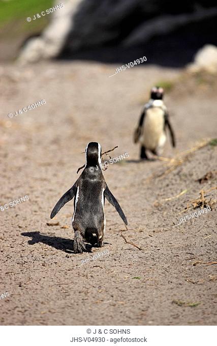 Jackass Penguin, Spheniscus demersus, Betty's Bay, South Africa, Africa, adult on beach with nesting material
