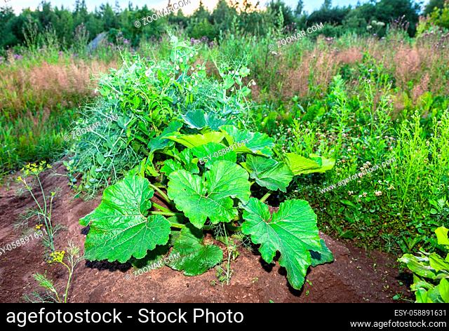 Zucchini with large green leaves growing in the vegetable garden in summer. Environmental vegetables