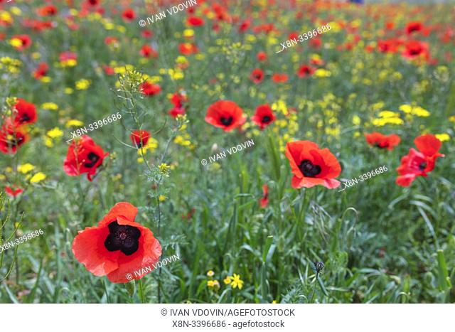 Red poppy field, West Azerbaijan Province, Iran