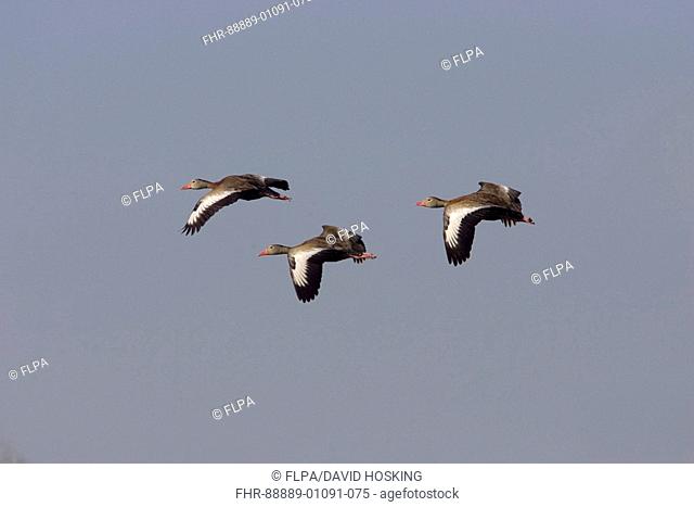 Black bellied Whistling Ducks, Dendrocygna autumnalis, group flying