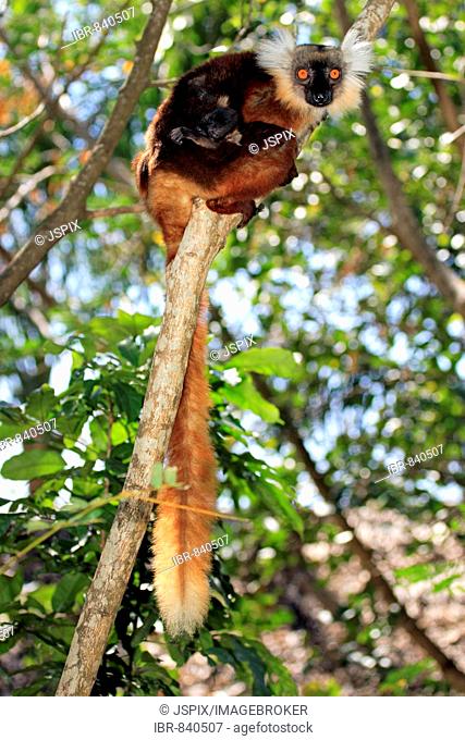 Black Lemur (Eulemur macaco), adult female and infant in a tree, Nosy Komba, Madagascar, Africa
