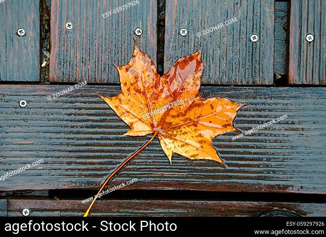 Fallen autumn leaf onwooden surface