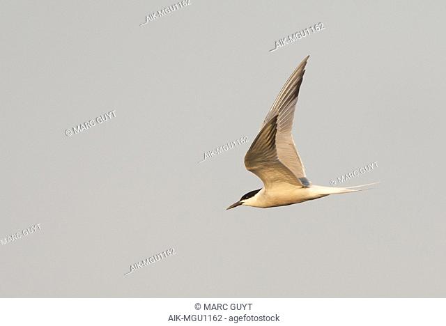 Adult (Siberian) Common Tern in flight above Bodhi Island, China. Showing both upperwing and underwing