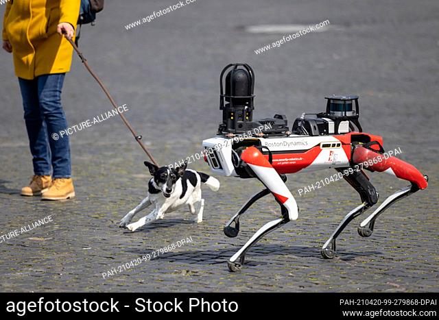 20 April 2021, Thuringia, Erfurt: Spot, a robot with dog-like movements, walks past a dog in Cathedral Square. Security service provider Ciborius