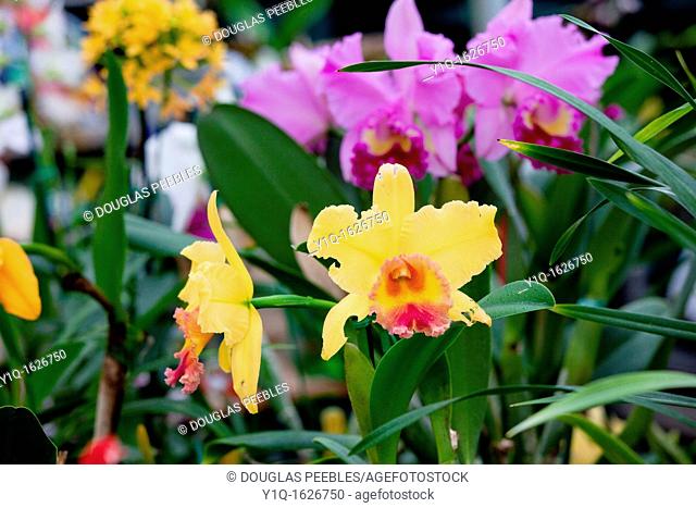 Orchid, Haiku Maui Orchids, Haiku, Upcountry, Maui, Hawaii